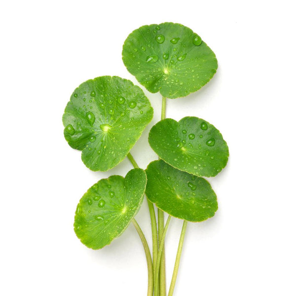 Centella Asiatica